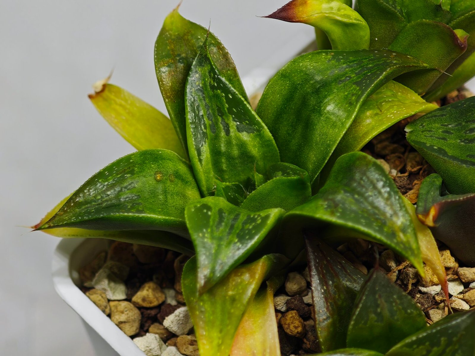 Haworthia Seedling MS022 Yoshida Retusa Dek Var - 14