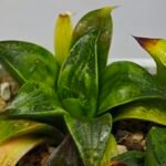 Haworthia Seedling MS022 Yoshida Retusa Dek Var - 15