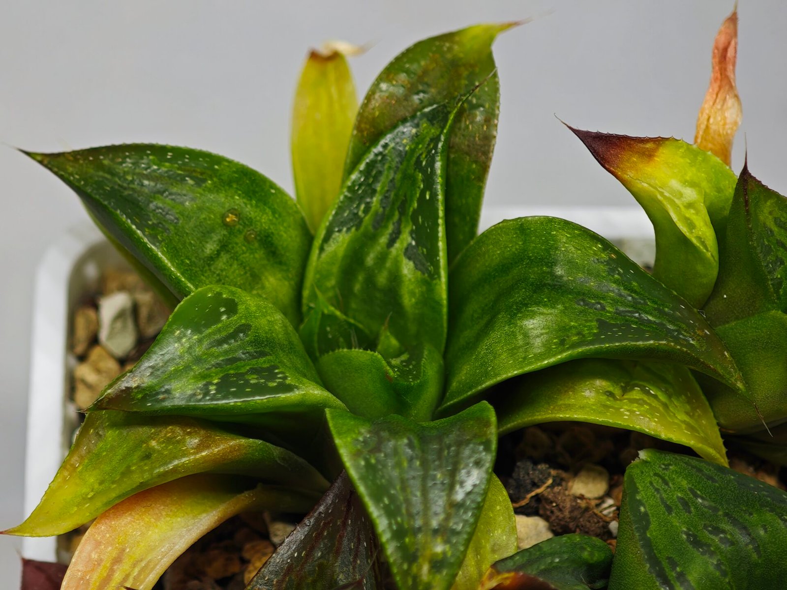 Haworthia Seedling MS022 Yoshida Retusa Dek Var - 15