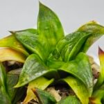 Haworthia Seedling MS022 Yoshida Retusa Dek Var - 16