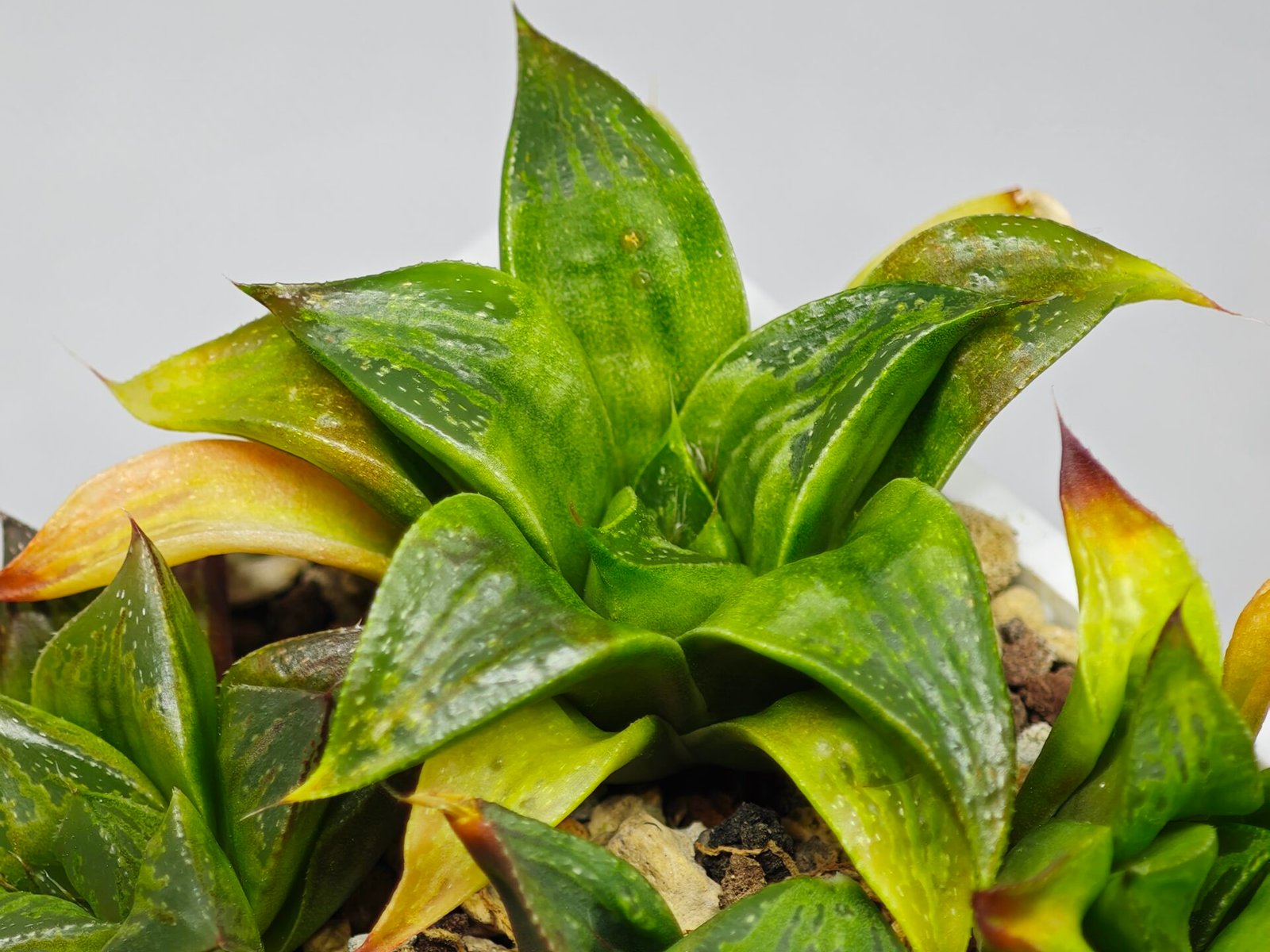Haworthia Seedling MS022 Yoshida Retusa Dek Var - 16