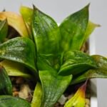 Haworthia Seedling MS022 Yoshida Retusa Dek Var - 17