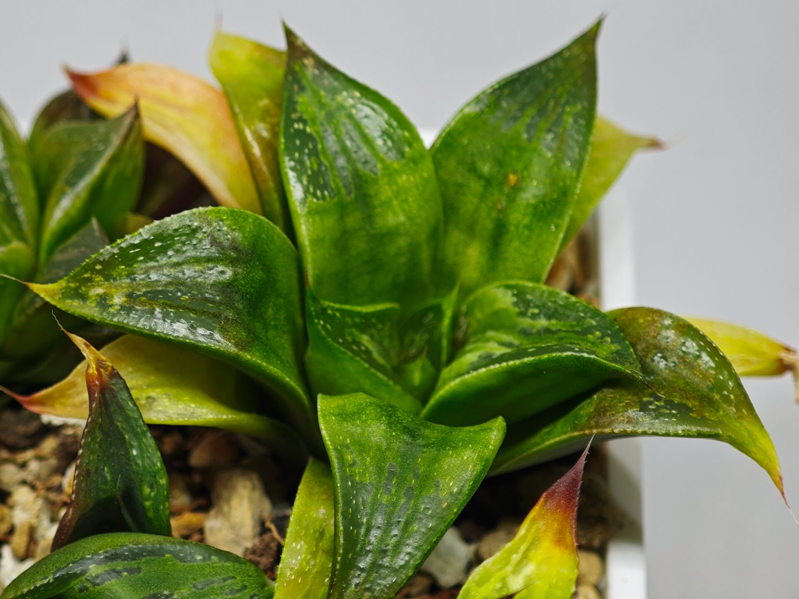 Haworthia Seedling MS022 Yoshida Retusa Dek Var - 17