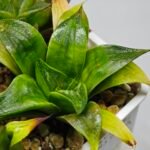 Haworthia Seedling MS022 Yoshida Retusa Dek Var - 18