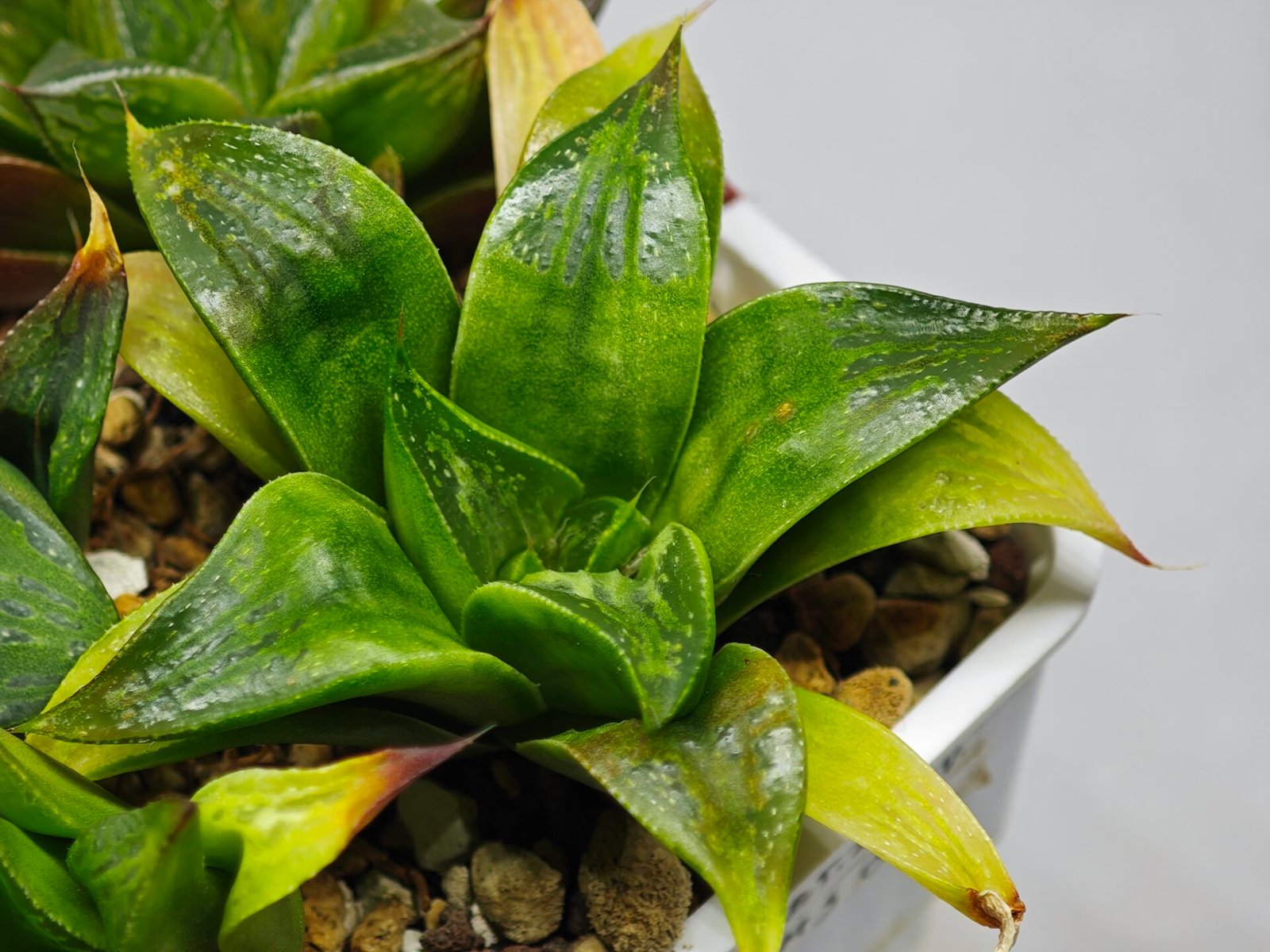 Haworthia Seedling MS022 Yoshida Retusa Dek Var - 18