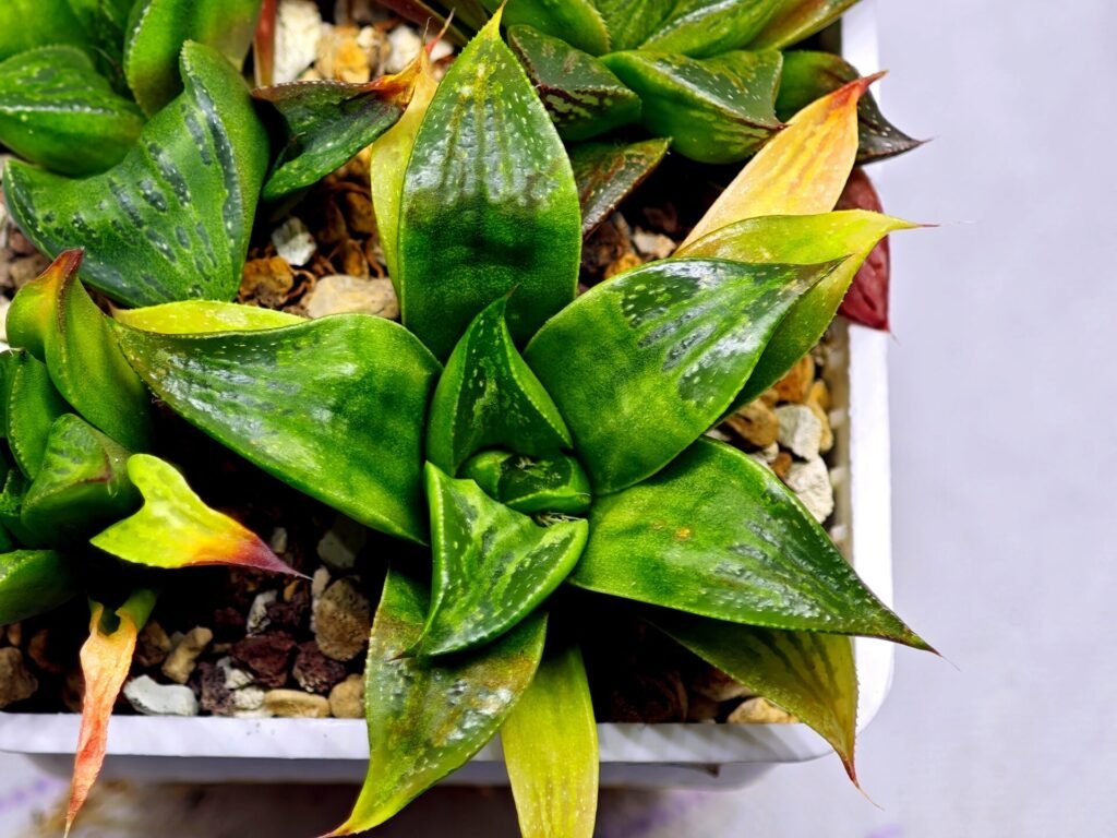 Haworthia Seedling MS022 Yoshida Retusa Dek Var - 9