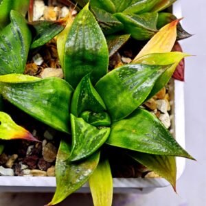 Haworthia Seedling MS022 Yoshida Retusa Dek Var - 9