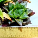Haworthia Seedling Yoshida x Retusa Dekenahii Variegate Var MS023 - 9