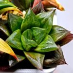 Haworthia Seedling Yoshida x Retusa Dekenahii Variegate Var MS023 - 10