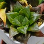Haworthia Seedling Yoshida x Retusa Dekenahii Variegate Var MS023 - 11