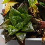 Haworthia Seedling Yoshida x Retusa Dekenahii Variegate Var MS023 - 12