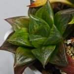 Haworthia Seedling Yoshida x Retusa Dekenahii Variegate Var MS023 - 13