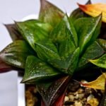 Haworthia Seedling Yoshida x Retusa Dekenahii Variegate Var MS023 - 14