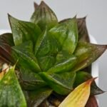 Haworthia Seedling Yoshida x Retusa Dekenahii Variegate Var MS023 - 15