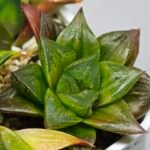 Haworthia Seedling Yoshida x Retusa Dekenahii Variegate Var MS023 - 16