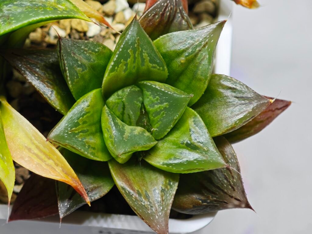 Haworthia Seedling Yoshida x Retusa Dekenahii Variegate Var MS023 - 17