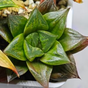 Haworthia Seedling Yoshida x Retusa Dekenahii Variegate Var MS023 - 17