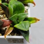 Haworthia Seedling MS024 Yoshida Retusa Dek Var - 10