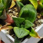 Haworthia Seedling MS024 Yoshida Retusa Dek Var - 11