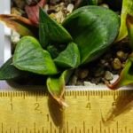 Haworthia Seedling MS024 Yoshida Retusa Dek Var - 12