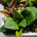 Haworthia Seedling MS024 Yoshida Retusa Dek Var - 13