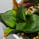Haworthia Seedling MS024 Yoshida Retusa Dek Var - 14