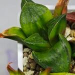 Haworthia Seedling MS024 Yoshida Retusa Dek Var - 15