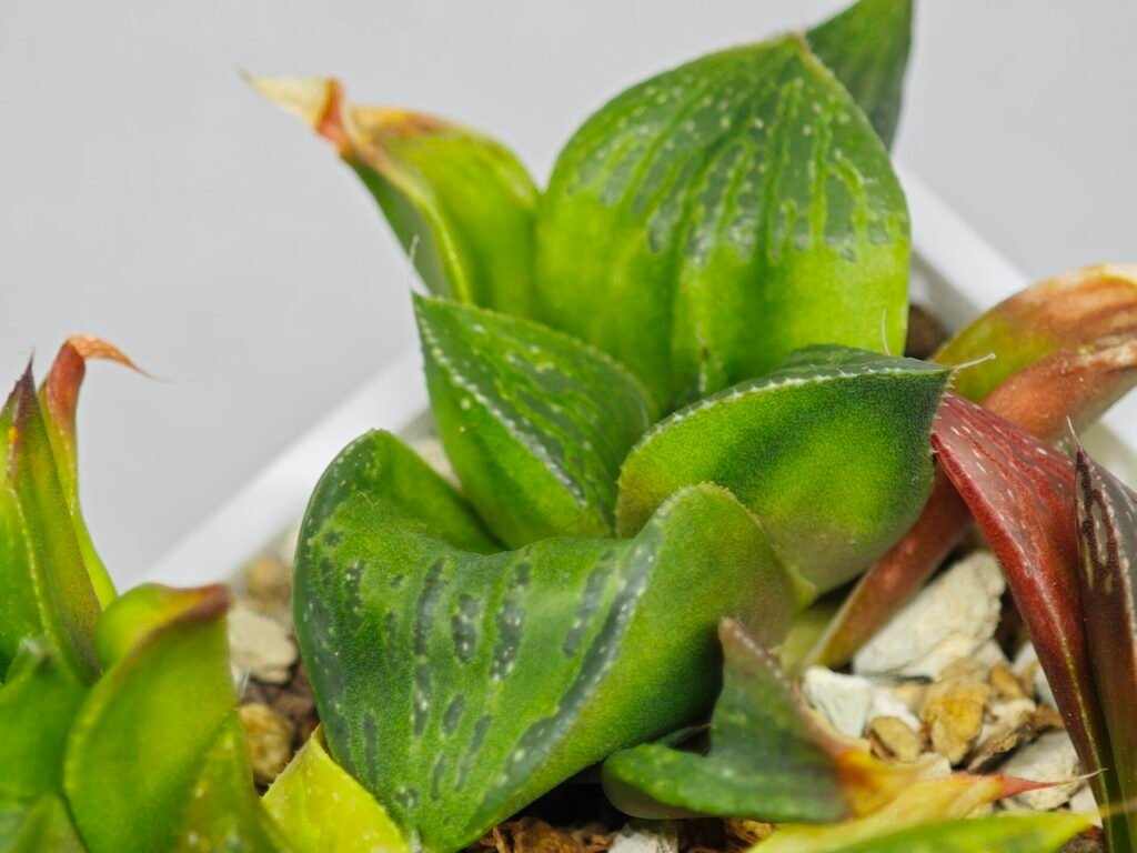 Haworthia Seedling MS024 Yoshida Retusa Dek Var - 16