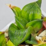 Haworthia Seedling MS024 Yoshida Retusa Dek Var - 16