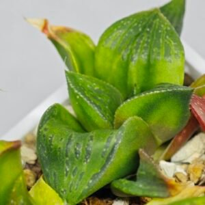 Haworthia Seedling MS024 Yoshida Retusa Dek Var - 16