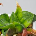 Haworthia Seedling MS024 Yoshida Retusa Dek Var - 17