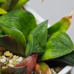 Haworthia Seedling MS024 Yoshida Retusa Dek Var - 18