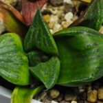 Haworthia Seedling MS024 Yoshida Retusa Dek Var - 19