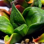 Haworthia Seedling MS024 Yoshida Retusa Dek Var - 20