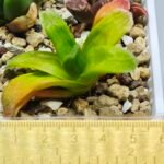 Haworthia Seedling MS020 Picta x Maughanii x Terashiyama - 10