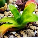 Haworthia Seedling MS020 Picta x Maughanii x Terashiyama - 11