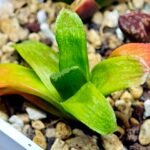 Haworthia Seedling MS020 Picta x Maughanii x Terashiyama - 12