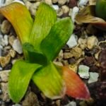 Haworthia Seedling MS020 Picta x Maughanii x Terashiyama - 13
