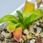 Haworthia Seedling MS020 Picta x Maughanii x Terashiyama - 14