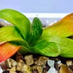 Haworthia Seedling MS020 Picta x Maughanii x Terashiyama - 15