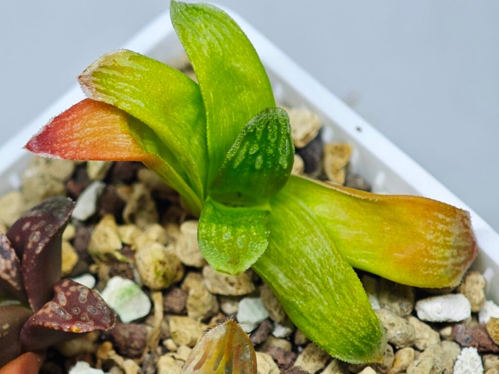Haworthia Seedling MS020 Picta x Maughanii x Terashiyama - 16