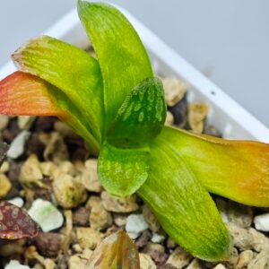 Haworthia Seedling MS020 Picta x Maughanii x Terashiyama - 16