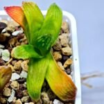 Haworthia Seedling MS020 Picta x Maughanii x Terashiyama - 17