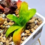 Haworthia Seedling MS020 Picta x Maughanii x Terashiyama - 18