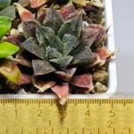 Haworthia Seedling Koibito Splendens x Paradise Flower MS013 - 11