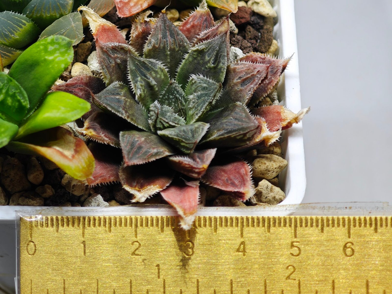 Haworthia Seedling Koibito Splendens x Paradise Flower MS013 - 11