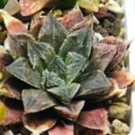 Haworthia Seedling Koibito Splendens x Paradise Flower MS013 - 12