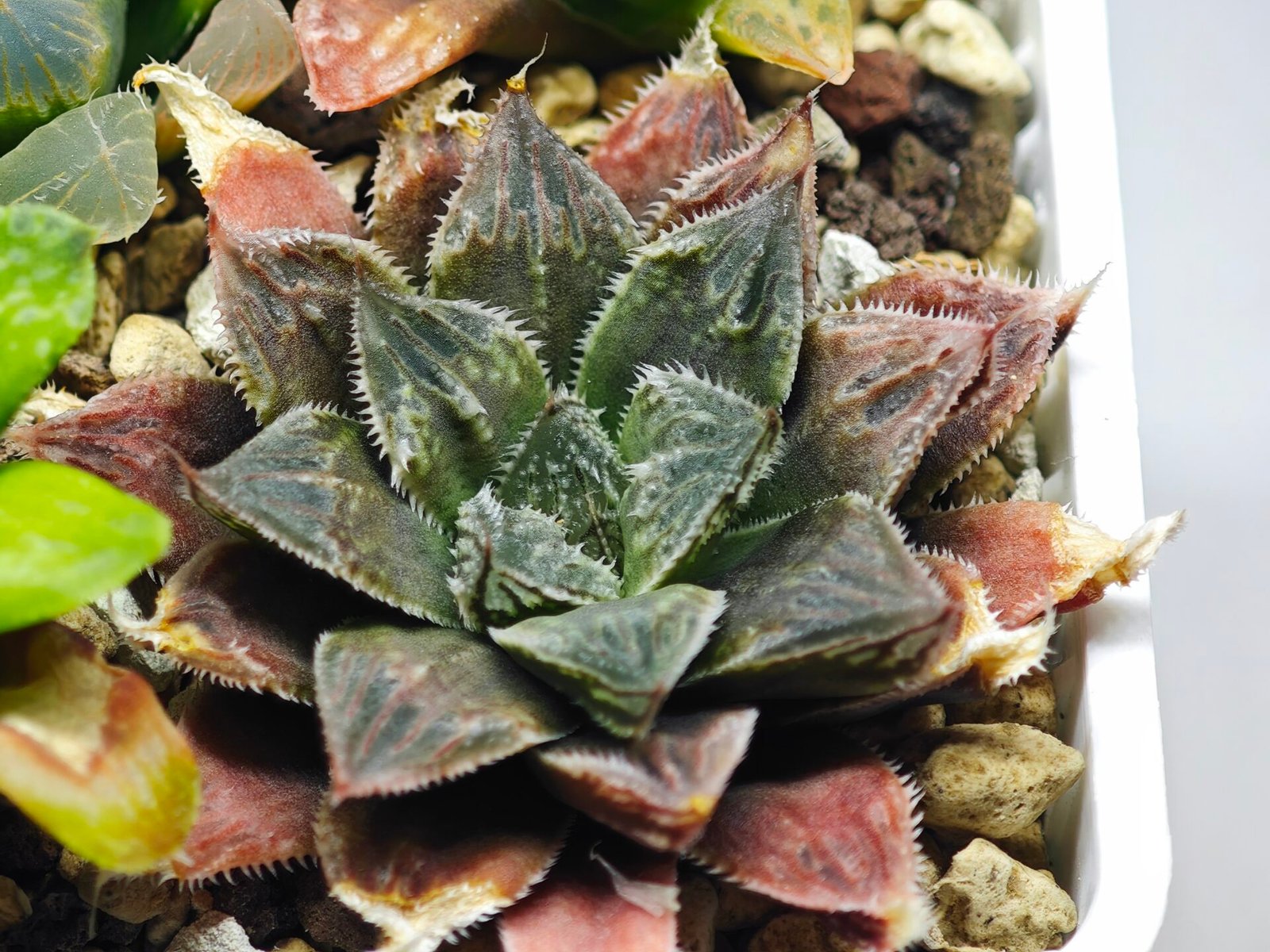 Haworthia Seedling Koibito Splendens x Paradise Flower MS013 - 12