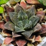 Haworthia Seedling Koibito Splendens x Paradise Flower MS013 - 13