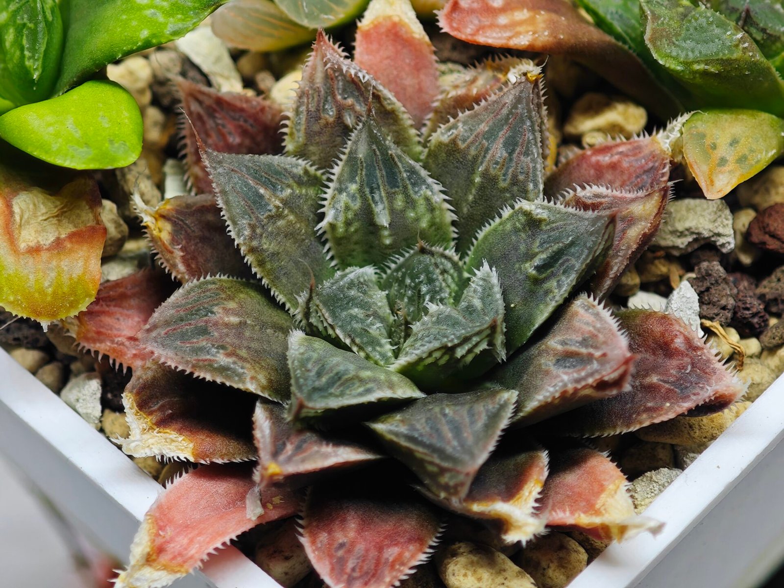 Haworthia Seedling Koibito Splendens x Paradise Flower MS013 - 13